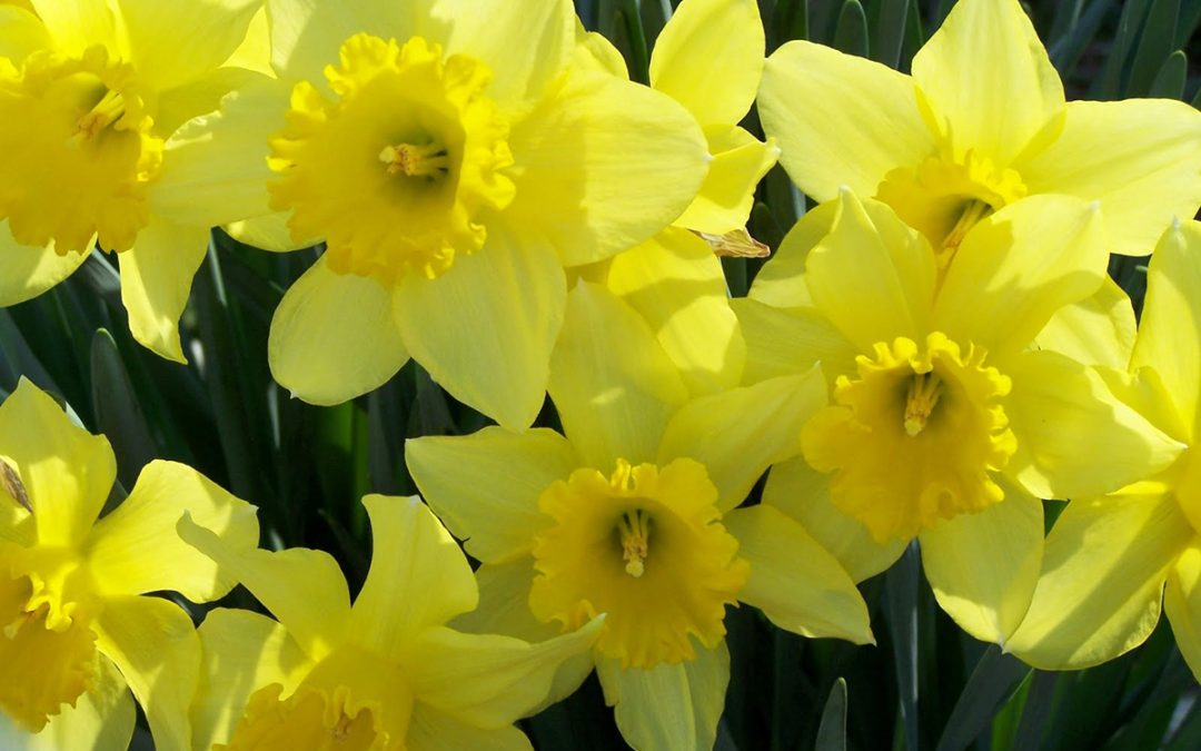 Spring in Brevard
